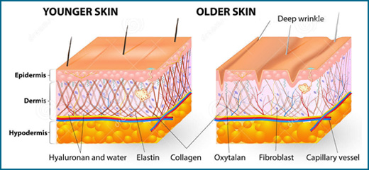 ENVEJECIMIENTO CUTANEO