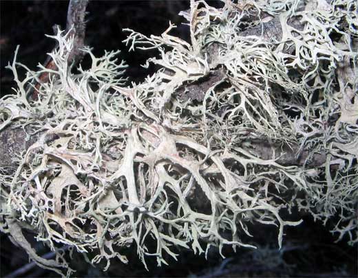 USNEA