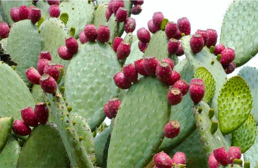 Opuntia ficus