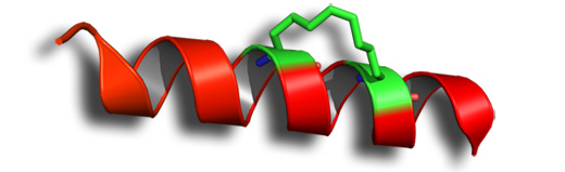 PEPTIDOS